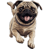 Pug sprints