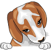 Peeking timide chiot Beagle