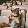 Dog in the cinema