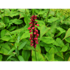 Mountain fleece Persicaria amplexicaulis