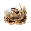 Rattlesnakes Aficionado Adventure