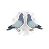 Pigeons Pigeon fanciers