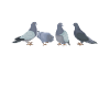 Pigeon fanciers