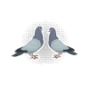 Pigeons Pigeon fanciers
