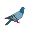 Pigeon lovers cooing