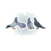 Pigeons Colombophiles