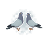 Pigeons Pigeon fanciers