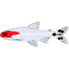 Rotkopfsalmler Hemigrammus bleheri firehead tetra