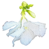 oleanderblüte unten, geschenke frauen