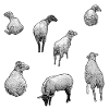 schafherde, ländlich, süße tiermotive