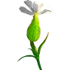 gartenblume, blütendesigns
