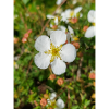 potentille de Felsen-Fingerkraut