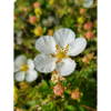 Felsen-Fingerkraut Potentilla rupestris