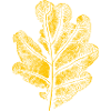 Leaf oak/ oak leaf