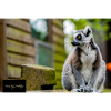 Lemur