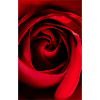 Red Rose
