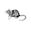 Rat Lover - Rat Mama