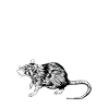 Rat Lover - Rat Daddy
