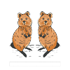 Get a Quokka