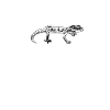 Gecko owner - Gecko Mama