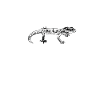 Gecko owner - Gecko Mama