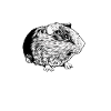 Meerschweinchenliebhaber - Meerschweinchen Papa