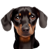 Hund