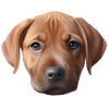 Hund
