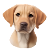 chien