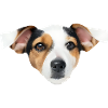 chien
