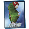 Red-headed parrot