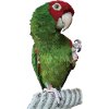 Red-headed parrot