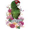 Red-headed parrot