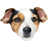 chien
