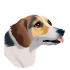 chien