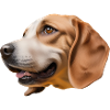 chien