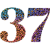 37th Anniversary Leopard