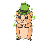 Cochon d’Inde avec trèfle Saint-Patrick