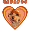 Cavapoo heart