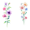 Deux fleurs