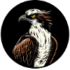 Fischadler Greifvogel Vogel