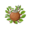 Yerba mate