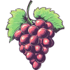 Grape Illustration