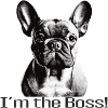 Dogge