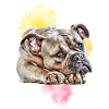OLD ENGLISH BULLDOG BULLDOG Chiens
