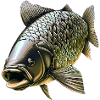 Carp Fishing Fish
