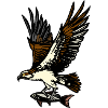 Fischadler Adler Greifvogel Vogel