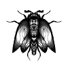 night moth
