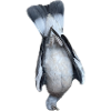 Dove