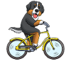 Bouvier Bernois Bouvier Bernois Bicyclette